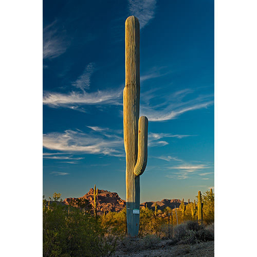 Golden Hour Saguaro, Mesa, AZ (2016)
